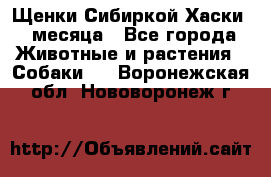 Щенки Сибиркой Хаски 2 месяца - Все города Животные и растения » Собаки   . Воронежская обл.,Нововоронеж г.